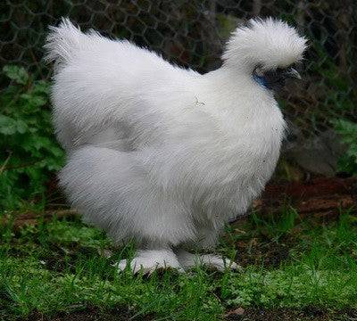 Silkie Chickens