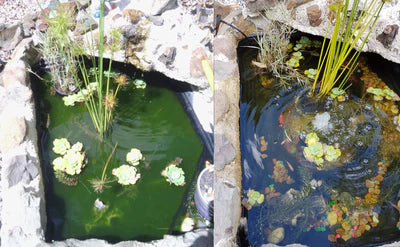 Splosht Small Fishpond (Water Feature Pack) - Image 2