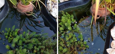 Splosht Small Fishpond (Water Feature Pack) - Image 3