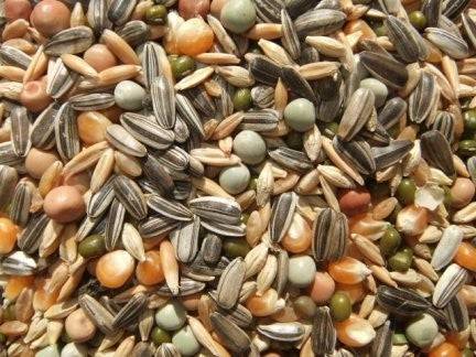 Sprouting Seed Mix for Birds (Bird & Pet Nutrition) - Image 3
