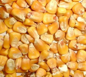 Whole Corn Seed