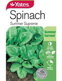 Yates Spinach Winter Queen Seeds - (Autumn Lines) - Image 3